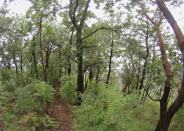 itinéraires entre forêts 